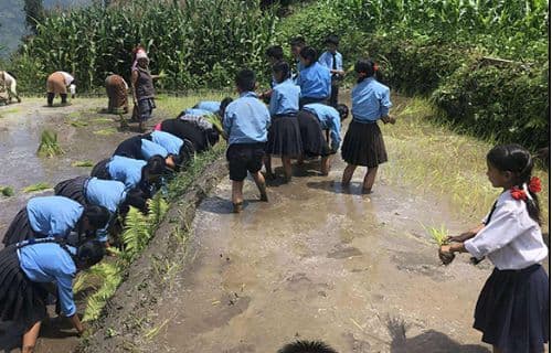 विद्योदय आविमा -  रोपाइँसँगै सिकाइको रंगीन उत्सव