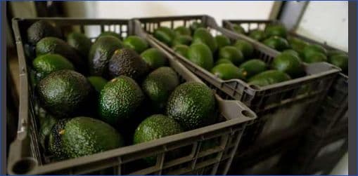 US suspends avocado inspections in Mexican state of Michoacan due to threat