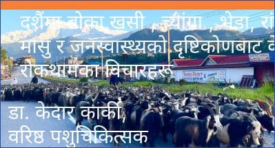 दशैंमा बोका,खसी , च्यांग्रा , भेडा, रांगा र, मासु र जनस्वास्थ्यको दृष्टिकोणबाट केही रोकथामका विचारहरू।