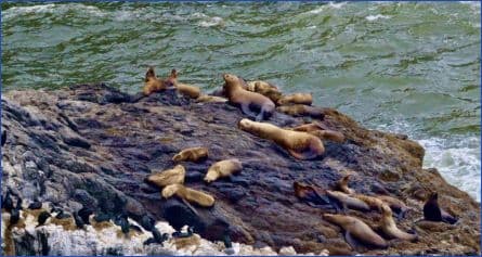 A message from Jeffrey St. Clair
The Tide is High, But We’re Holding On