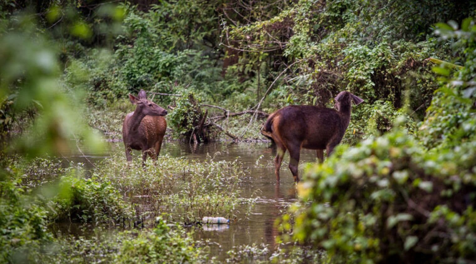 South Asian countries trial digital tool to streamline and strengthen biodiversity reporting