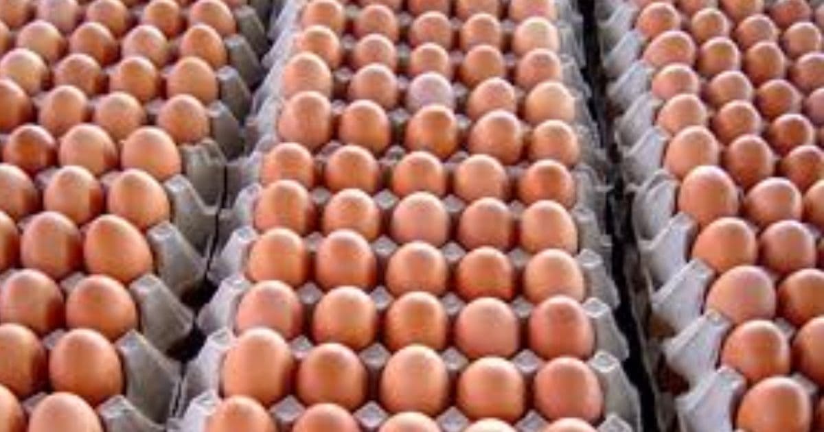 अण्डाको मूल्य घट्याे कतिमा हुँदैछ काराेबार
