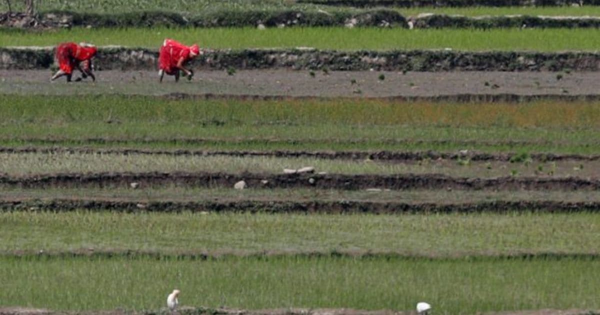 उदयपुरमा १ हजार हेक्टरमा चैतेधान राेपियाे