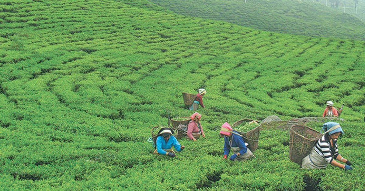 झण्डै साढे ११ करोडकाे चिया भारत निर्यात