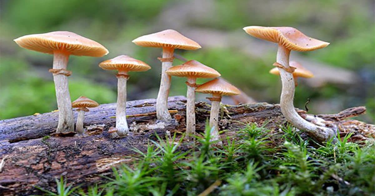 जंगली च्याउ खाँदा आठजना बिरामी