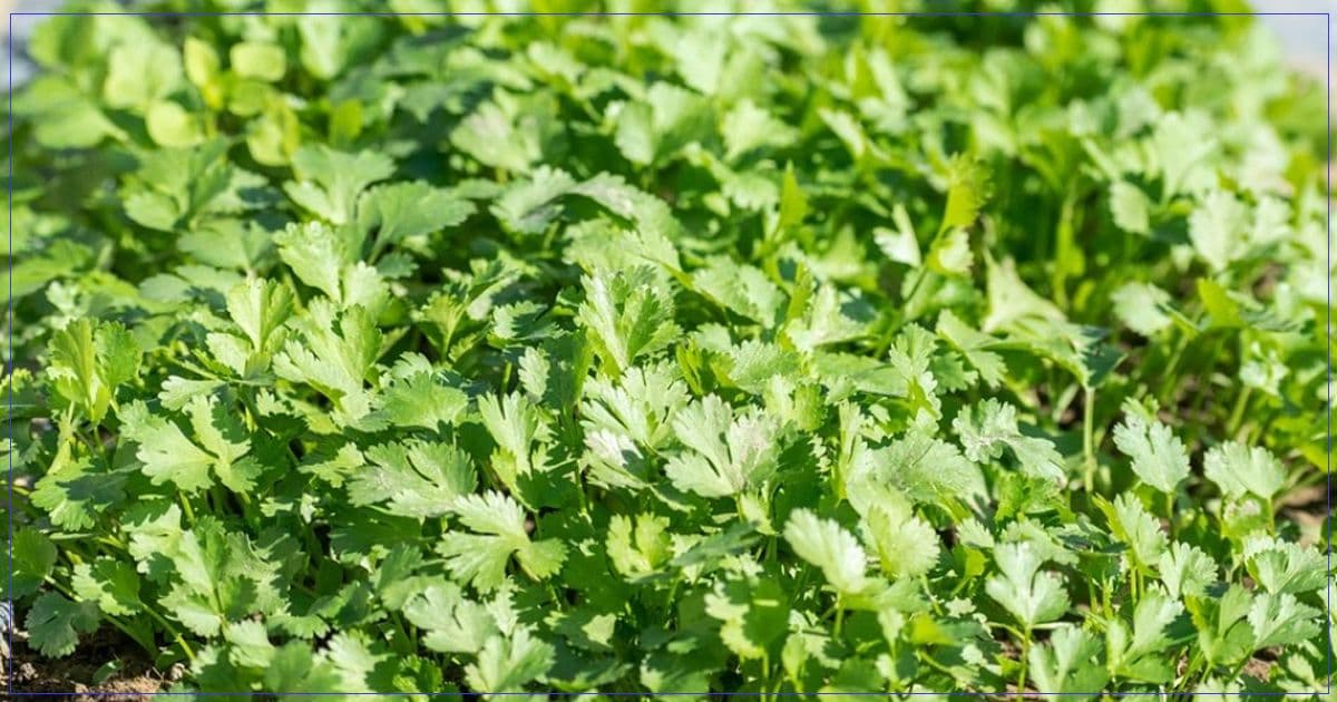 हरियो धनियाँमा अधिक विषादी