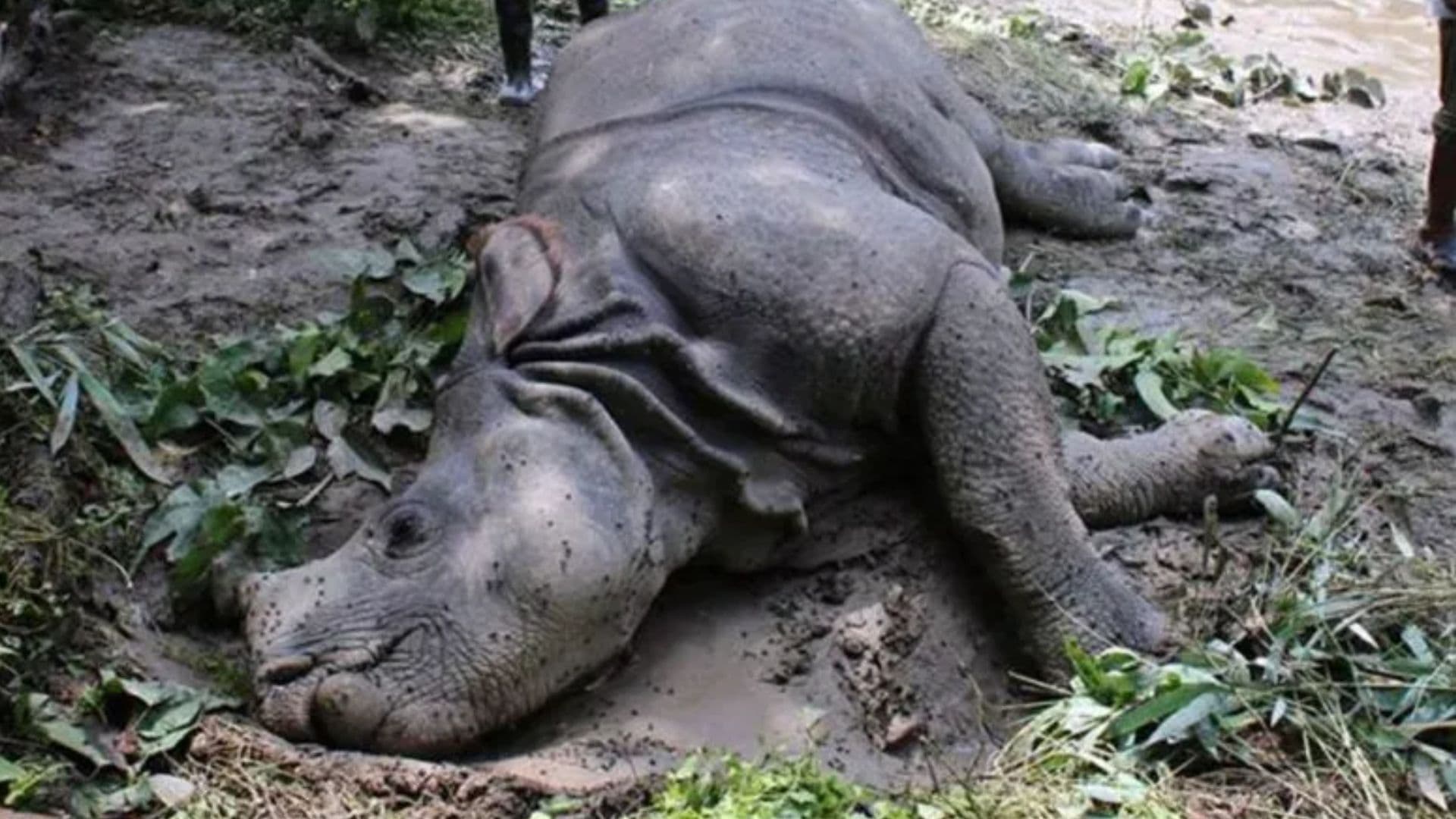 चालु आर्थिक वर्षमा १७ गैँडा सहित ५७ वन्यजन्तु मरे