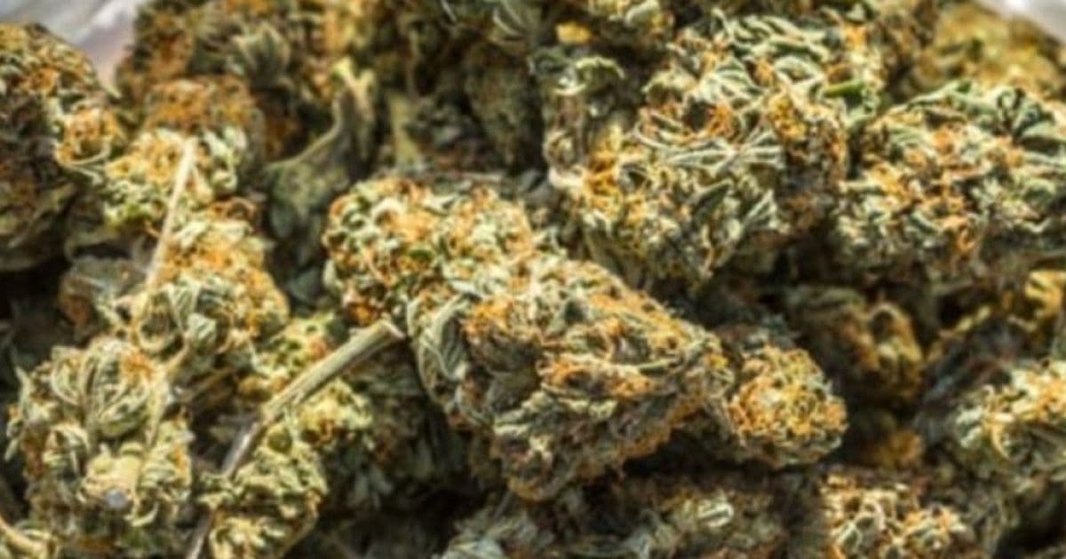 जनकपुरमा साढे ३ सय किलाे गाँजा बरामद