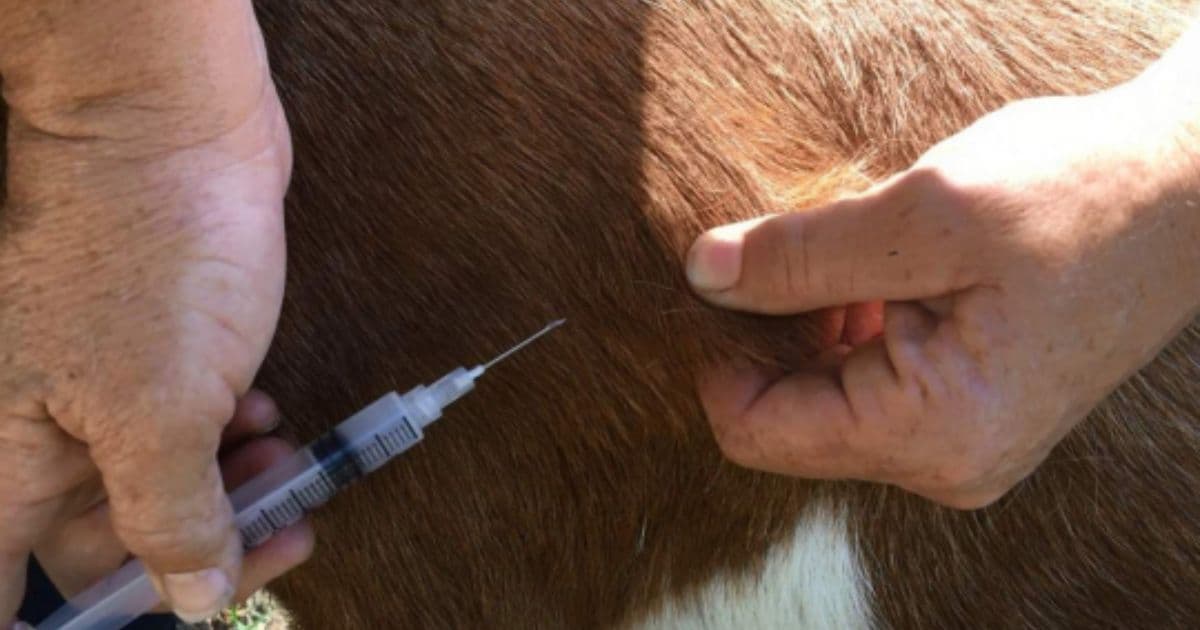 कोशीलाई खोरेत रोगमुक्त बनाउन निःशुल्क खोप अभियान