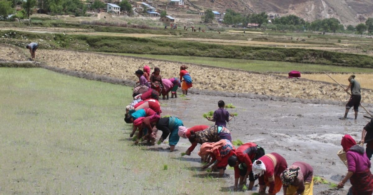 जुम्लाका किसान मार्सी धान रोपाइँमा व्यस्त