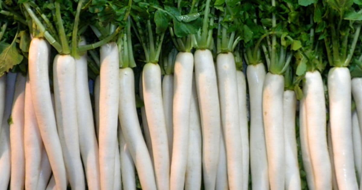 सेतो लोकल मूला प्रतिकिलो २० रुपैयाँ अन्य तरकारीकाे मूल्य कति ?