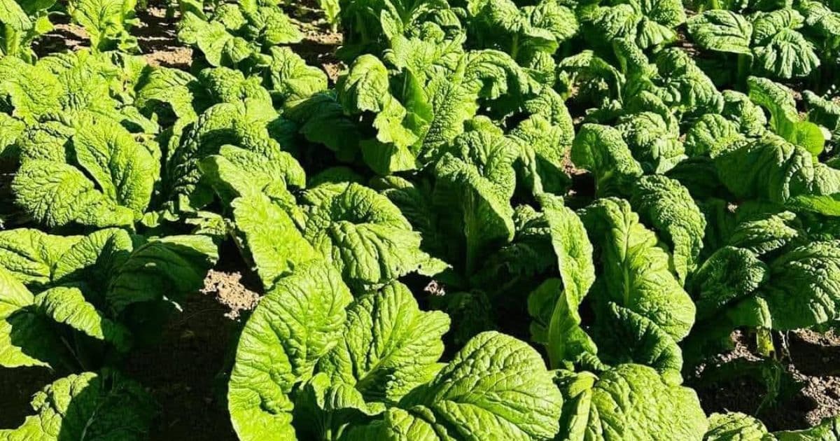 जिरीको रायाेकाे साग किलाेकाे ६५० अरु तरकारीकाे मूल्य कति ?