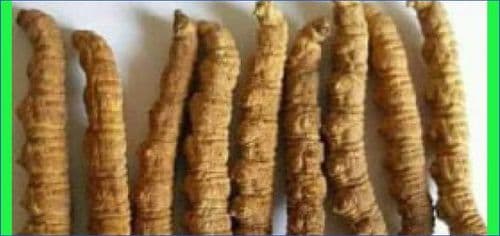 सुनभन्दा महगो यार्चागुम्वा ः कहिले चिन्छ नेपालले ?