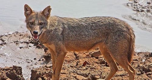 स्याल र ब्वासाहरूको जगजगी