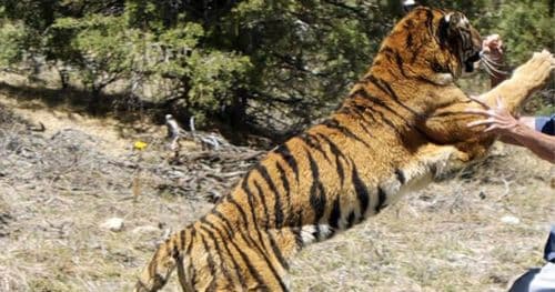 एक वर्षमा वन्यजन्तुको आक्रमणबाट ११ जनाकाे मृत्यु ४१ घाइते