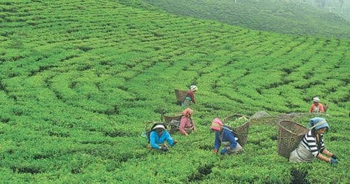 झण्डै साढे ११ करोडकाे चिया भारत निर्यात