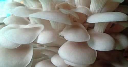 आज कन्य च्याउकाे मूल्य २ सय पुग्दा अन्य तरकारीकाे मूल्य कति ?