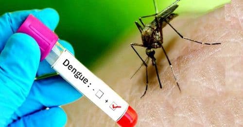 बागलुङमा डेङ्गी सङ्क्रमण बढ्दाे ५३२ जना सङ्क्रमित