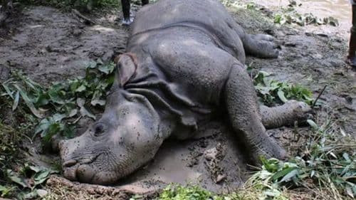 चालु आर्थिक वर्षमा १७ गैँडा सहित ५७ वन्यजन्तु मरे