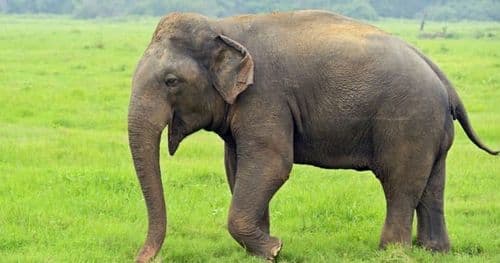 हात्तीको आक्रमणमा एक जनाको मृत्यु