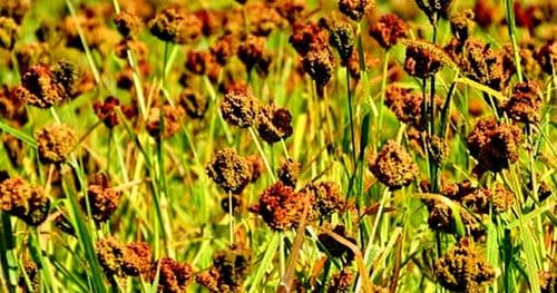 राष्ट्रिय कोदो दिवस मनाइँदै