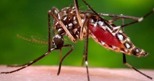 नवलपरासीमा जापानिज इन्सेफ्लाइटिसबाट एक जनाको मृत्यु