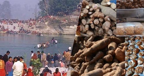 आज माघे संक्रान्ति पर्व मनाईंदै 