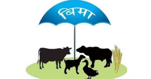 पनौतीमा पशु बीमा कार्यक्रमबाट ४ हजार बढी किसान लाभान्वित