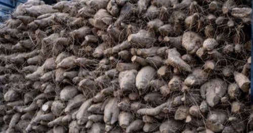 तरुल प्रतिकिलो ७० अन्य तरकारी तथा फलफूलकाे मूल्य कति ?