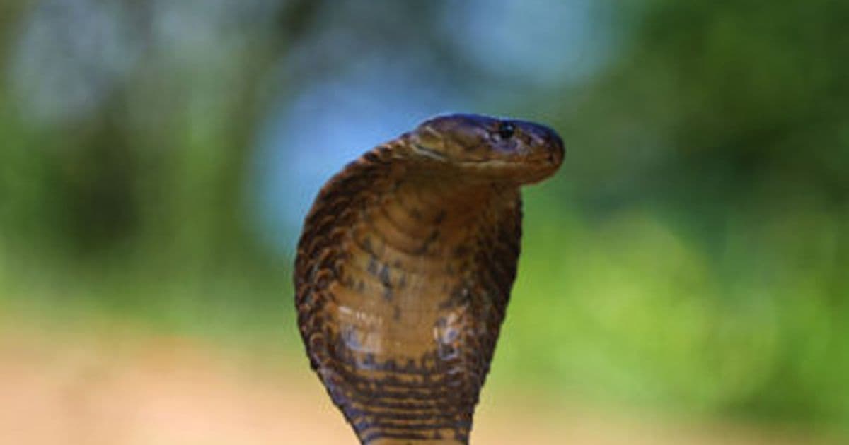 दाङमा तीन दिने सर्प महोत्सव हुने