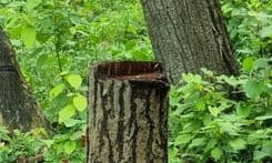 रौतहटमा बढ्दो काठ तस्करी