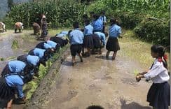 विद्योदय आविमा -  रोपाइँसँगै सिकाइको रंगीन उत्सव