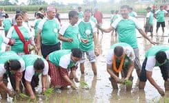 धान दिवसमा 
भरतपुर महानगर प्रमुख