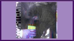 मुस्ताङमा चौंरीको ताजा रगत
र नेपाल र नेपालीको नियति