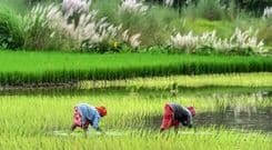 Trump Turns His Attention To Taxing Indian Rice Imports