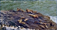 A message from Jeffrey St. Clair
The Tide is High, But We’re Holding On