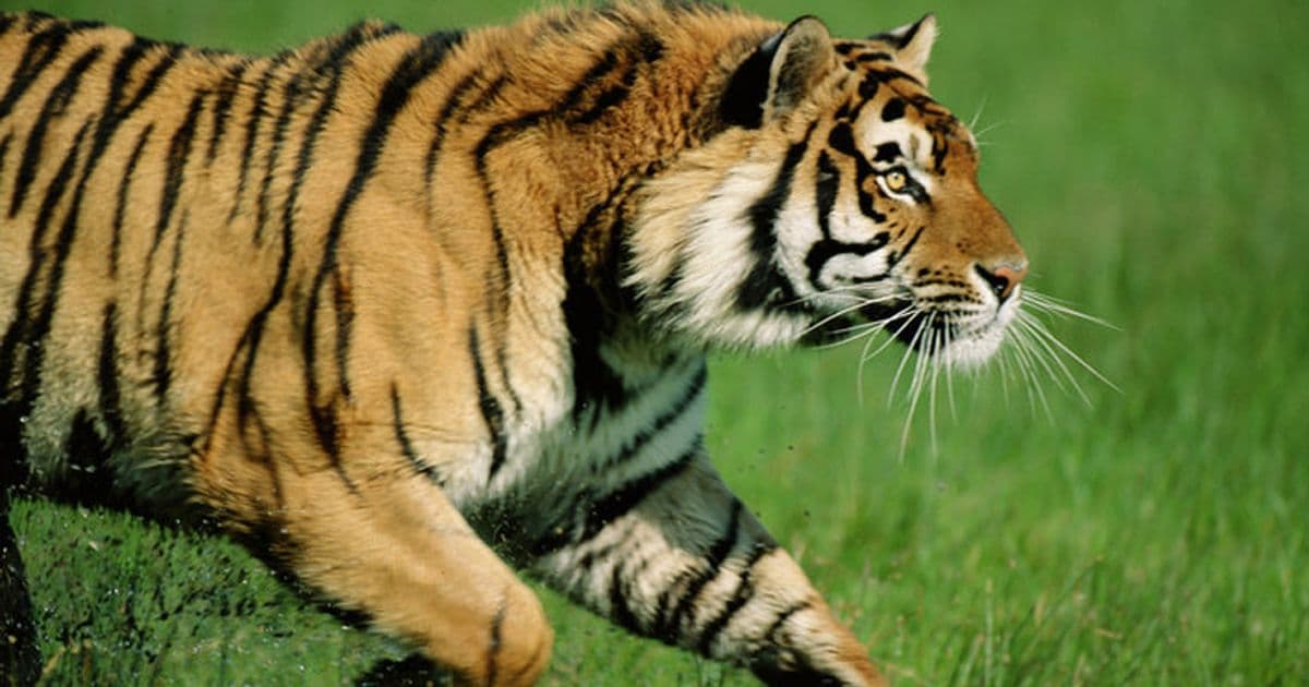 अछाममा बाघको आक्रमणबाट धर्म सिंह गम्भीर घाइते