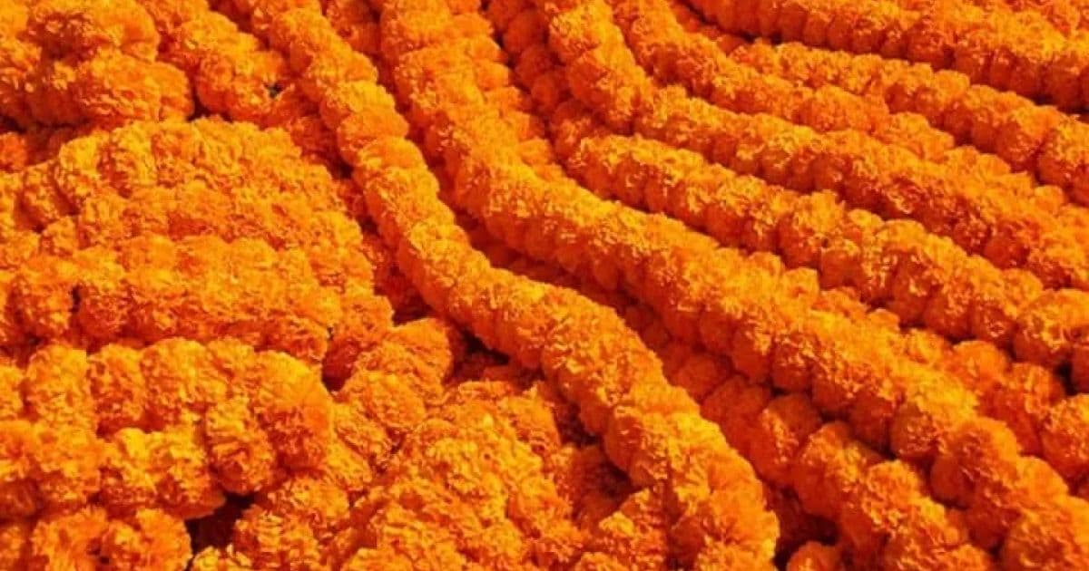 भारतीय सयपत्री फूलको माला आयातमा रोक