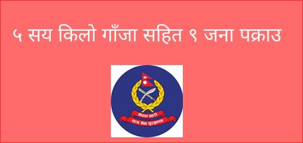 ५ सय किलो गाँजा सहित ९ जना पक्राउ