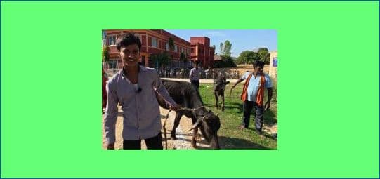 उत्कृष्ठ विद्यार्थीलाई भैंसी उपहार