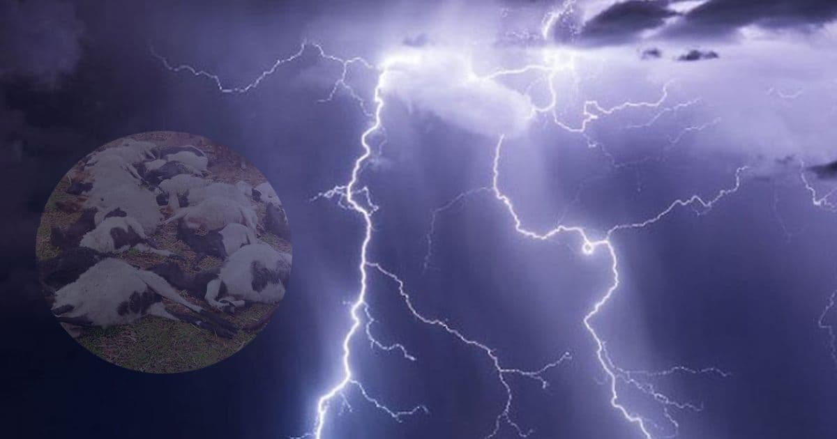 सङ्खुवासभामा चट्याङ लागेर ४० भेडा मरे