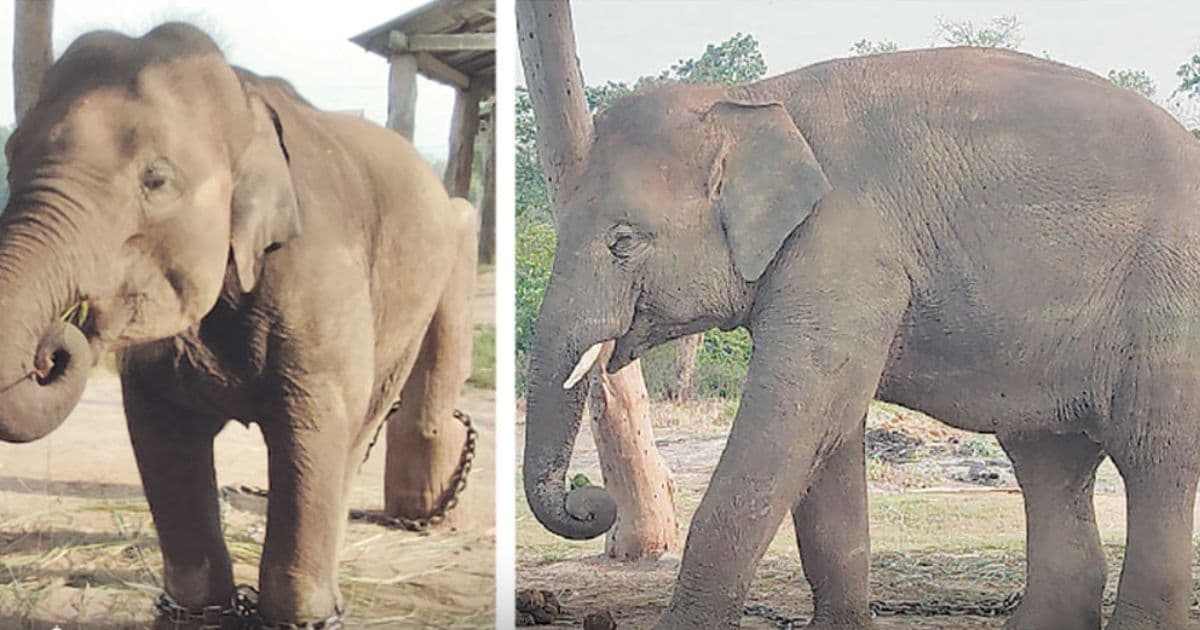 रुद्रकली र खगेन्द्रको जोडीलाई कतार पठाइँदै