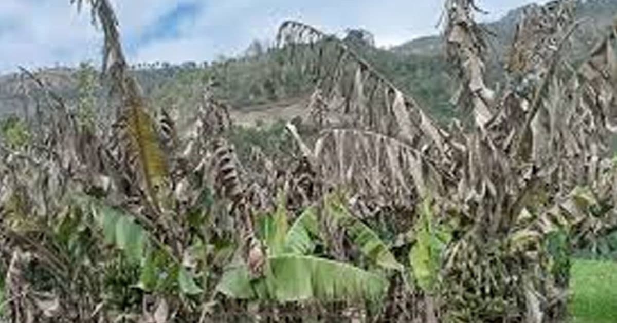 म्याग्दीमा केराको बोट सुक्न थालेपछि किसान चिन्तित