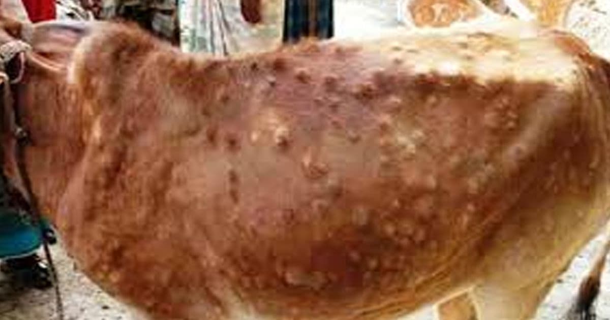 मधेशमा लम्पीस्किन रोगबाट १७ सय पशु मरे