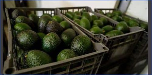US suspends avocado inspections in Mexican state of Michoacan due to threat