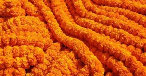 भारतीय सयपत्री फूलको माला आयातमा रोक