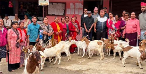 महिलालाई बाख्राका पाठी र बोका वितरण