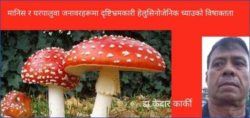 मानिस र घरपालुवा जनावरहरूमा दृष्टिभ्रमकारी हेलुसिनोजेनिक च्याउको विषाक्तता