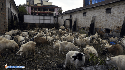 दशैँमा खाद्य कम्पनीले खसी, च्याङ्ग्रा बिक्री नगर्ने