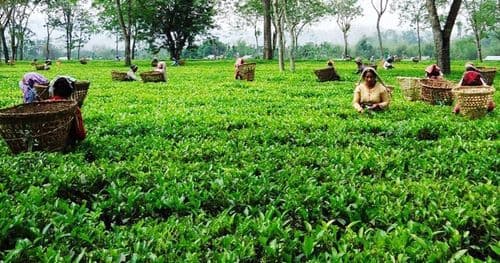 भारतीय भन्सारले रोकेको तयारी चियाको निर्यात खुला